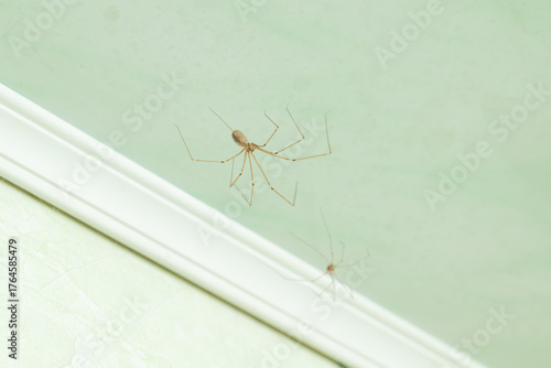 Two daddy long-legs spiders sitting on the web near ceiling plinth in a room. Close-up of two spiders with long, thin legs sitting on the ceiling and walls of a room