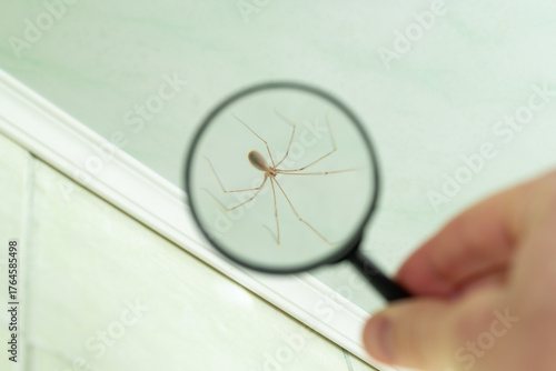 A long-legs spider under a magnifying glass on a ceiling plinth in a house. Close-up of a spider magnified with a magnifying glass, sitting on a web against a wall