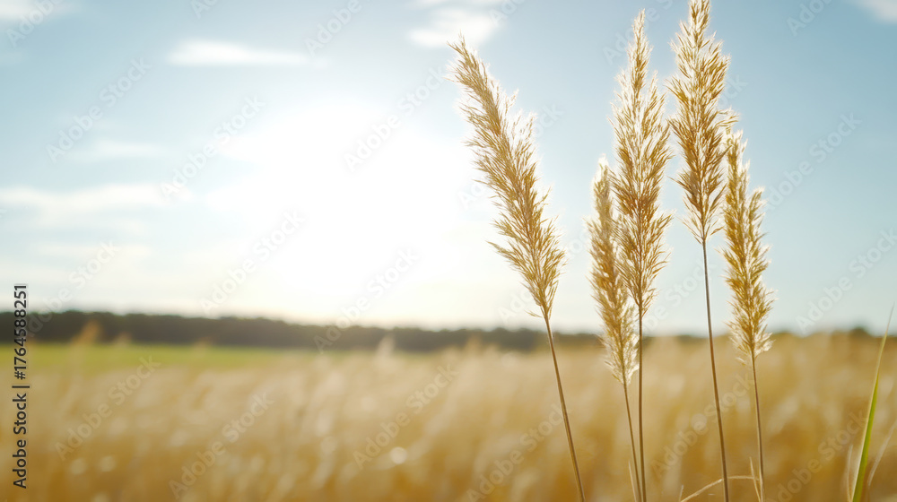 Fototapeta premium Golden grass swaying gently in sunlight, creating serene and peaceful atmosphere