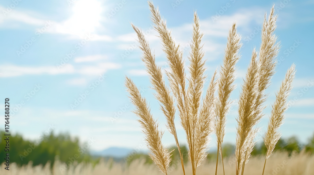 Fototapeta premium Golden grass sways gently under bright sun, creating serene and peaceful atmosphere
