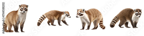 Four brown and white ring-tailed Coatis standing and walking with inquisitive expressions on a stark white backdrop, full shot, studio shot, wildlife
