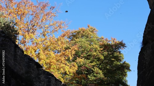 Ruins Helfenburk in Czech Republic, beautiful autumn castle with colorful trees
