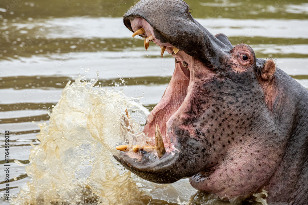 Fototapeta premium South Africa, Kruger National Park, Hippopotamus 