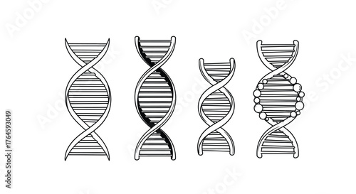 Four detailed hand drawn dna double helix structures showing genetic code and molecular biology science vector
