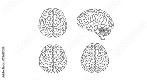 Detailed human brain anatomy views top side and cross section for medical science and education vector