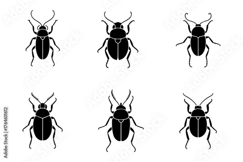 Silhouette beetle insect bug nature wildlife creature