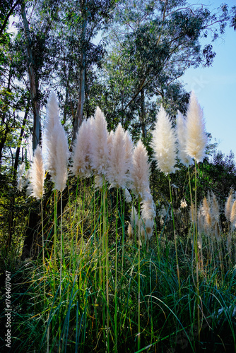 Soft white pampas grass with forest trees in background, natural scenery in Portugal 