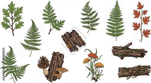 Forest leaves, mushrooms, pinecones, bark textures, woodland flora, nature elements, botanical illustration, autumn forest, natural objects, eco design, forest background, wild plants