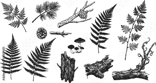 Forest illustration, botanical sketch, pinecone drawing, mushroom art, fern leaf, bark texture, nature elements, forest graphics, woodland clipart, forest set, forest bundle