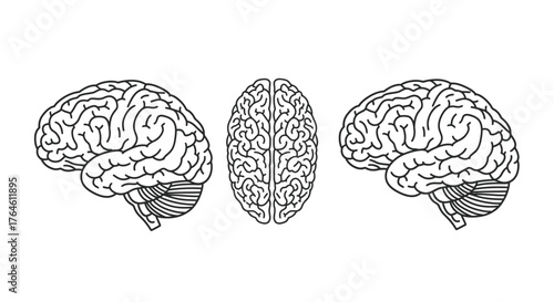 Detailed anatomical brain views lateral superior and sagittal pencil sketch style vector