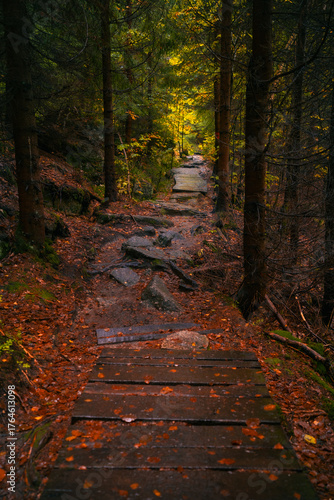 Wooden path in fantasy and dark autumn forest with the best mystic atmosphere in the north of Bohemia, in Jizera mountains. Like a path to fairy tale.