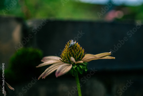 A Lonely Fly Resting on the Fading Bloom