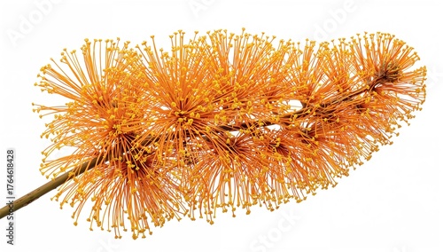 Orange Acacia Flower Isolated on White Background, Decorative Boon Rood Variety