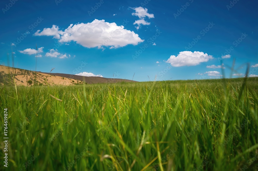 Obraz premium Lush Green Grass in a Scenic Desert Field