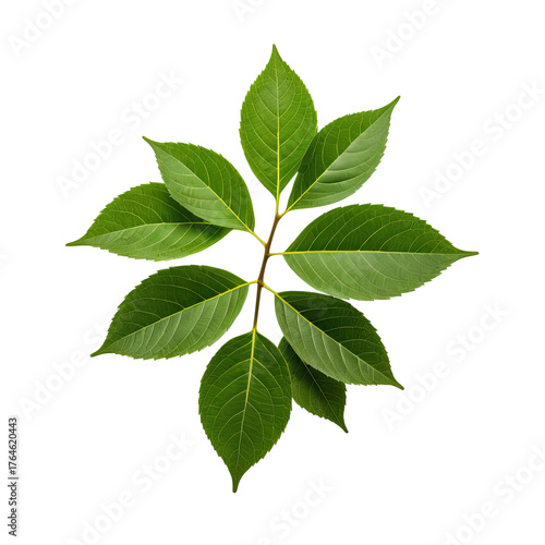 Close-up of a sprig with several vibrant green leaves