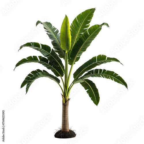 Digitally rendered tropical banana tree with large green leaves on a black background