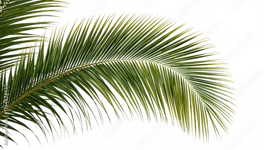 Fototapeta premium Isolated green palm fronds against a white backdrop
