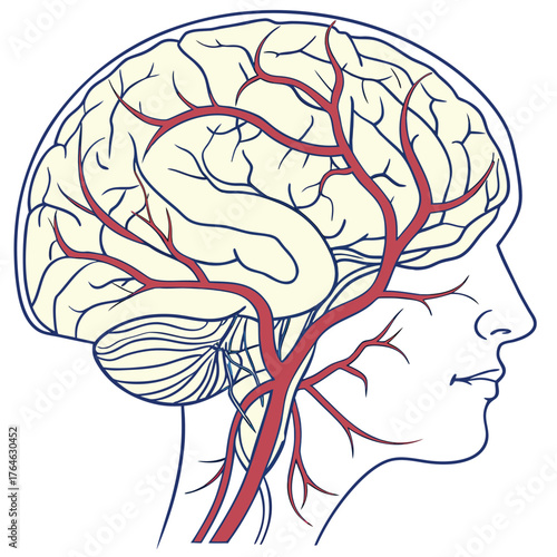 Intricate illustration of a human brain with detailed blood vessels on a blue background, showcasing cerebral complexity