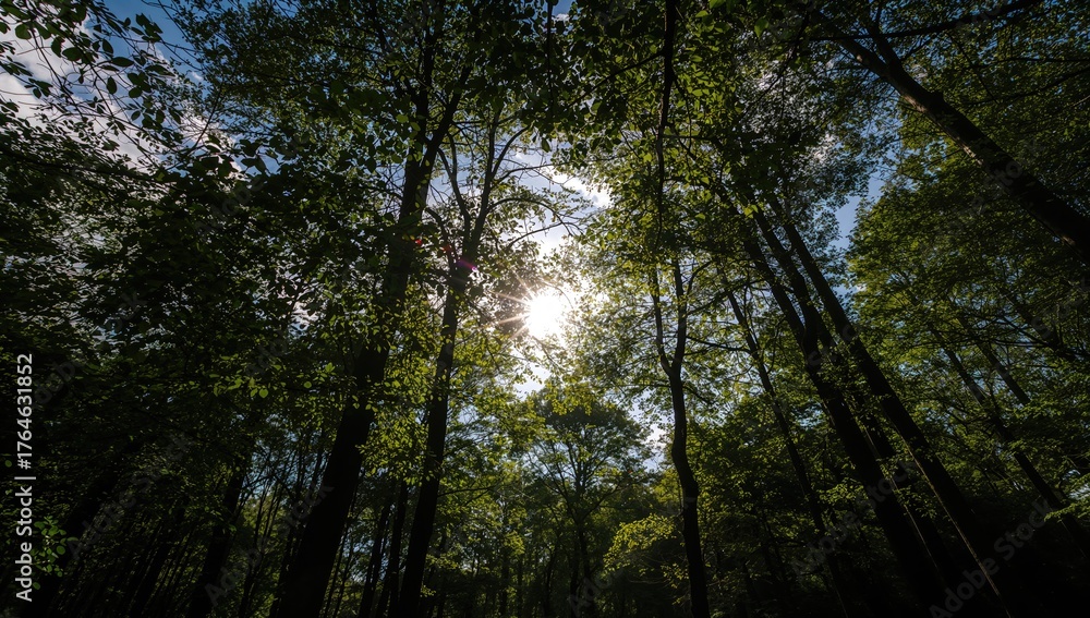 Fototapeta premium Sunlight filtering through tree leaves on a summer day, close-up shot of a shadowy park scene
