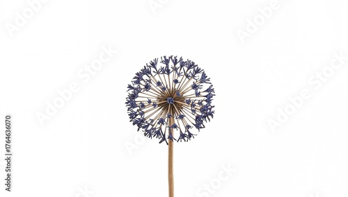 Wallpaper Mural Single dried Eryngium planum flower head against a white backdrop Torontodigital.ca