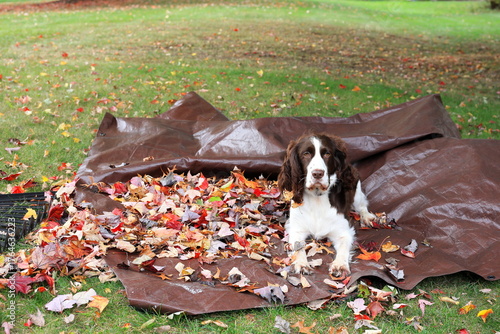 Dog assists owner with leaf raking by holding down tarp