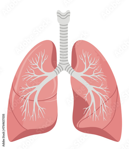 Detailed illustration of human lungs with trachea and bronchial tree, depicting the intricate structure of the respiratory system for anatomical study and education