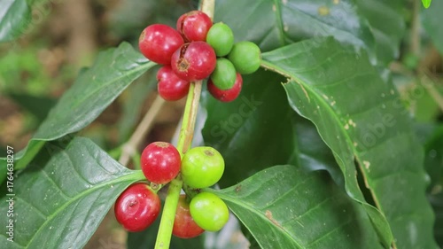 Wallpaper Mural Bright red coffee beans Torontodigital.ca