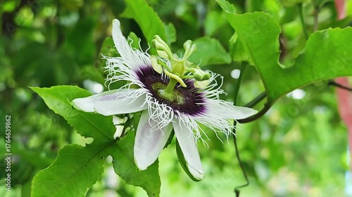 Fresh passion fruit on background