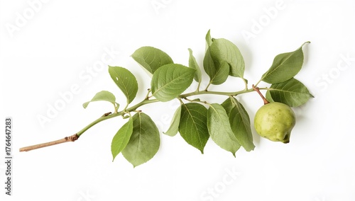Wallpaper Mural Branch of a pear tree with foliage displayed on a white backdrop. Collection Torontodigital.ca