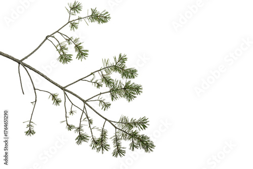 twig of a coniferous tree