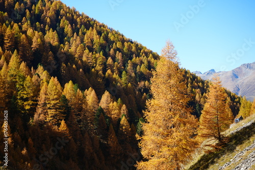 wallpaper of orange fall autumn foliage, tranquil swiss hiking background