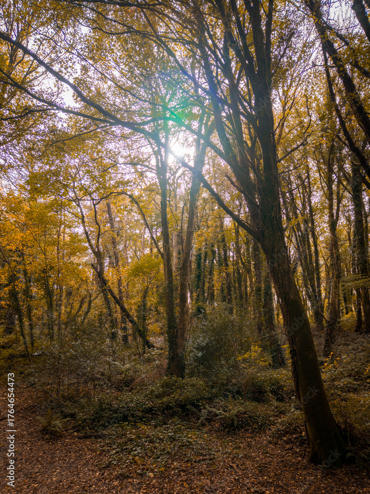 Fototapeta premium Autumn in the forest, Midleton, Cork, Ireland