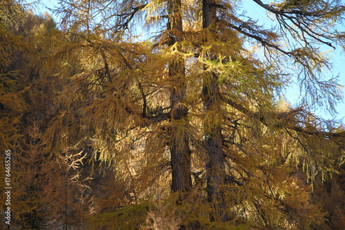 wallpaper of orange fall autumn foliage, tranquil swiss hiking background