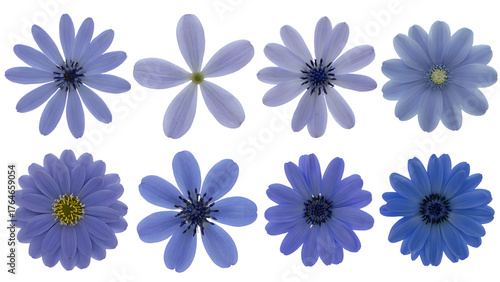 eight blue daisy flowers. Isolated on transparent background, png