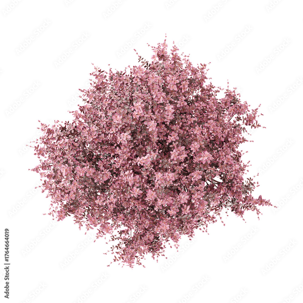 Fototapeta premium collection of Japanese barberry tree on transparent canvas from the top view