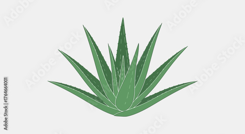 An aloe vera plant with sharp green leaves is set against a plain white background