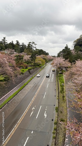 Cherry blossoms in full bloom along the road in Tokyo, Japan  

