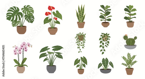 Assorted potted plants monstera anthurium snake fiddle leaf fig cactus orchid taro hanging vine fern