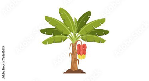 Banana tree with ripe fruit broad leaves and brown trunk