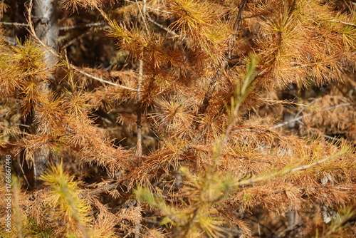 autumn leave background, wallpaper, swiss national park - parc naziunal svizzer - Schweizerischen Nationalpark - val Trupchun