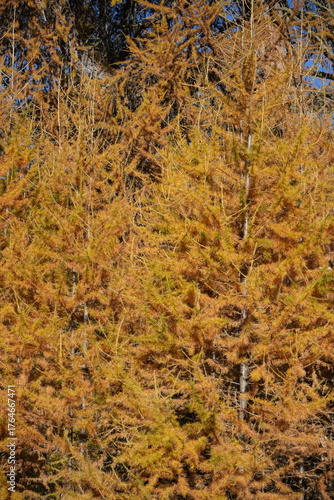 autumn leave background, wallpaper, swiss national park - parc naziunal svizzer - Schweizerischen Nationalpark - val Trupchun