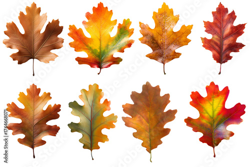 Set of oak leaves on transparent background, png.