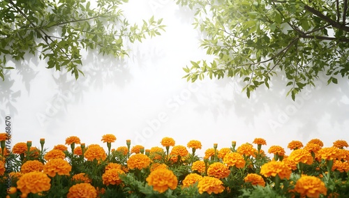 Young marigold plants with white leaves in a natural spring setting