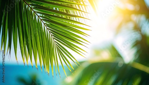Fototapeta Naklejka Na Ścianę i Meble -  Lush palm leaves bathed in sunlight