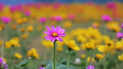 Single pink daisy in sharp focus rises above a colorful wildflower field, surrounded by yellow blooms and soft bokeh under a blue sky. 