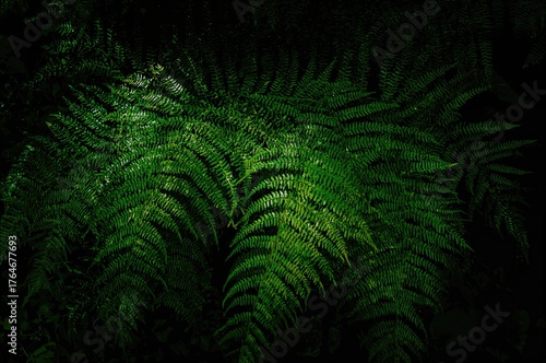 Lush green fern leaves thriving under sunlight in a woodland setting