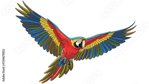 A scarlet macaw in flight with wings spread wide against a white background