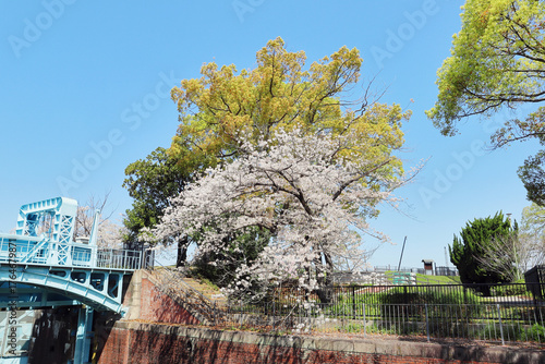 淀川河川公園・長柄河畔地区の桜