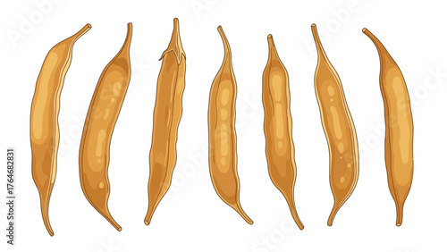 Eight dried elongated seed pods arranged horizontally on a white background