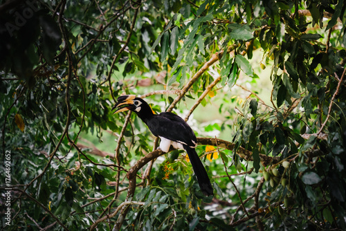 yellow billed hornbill